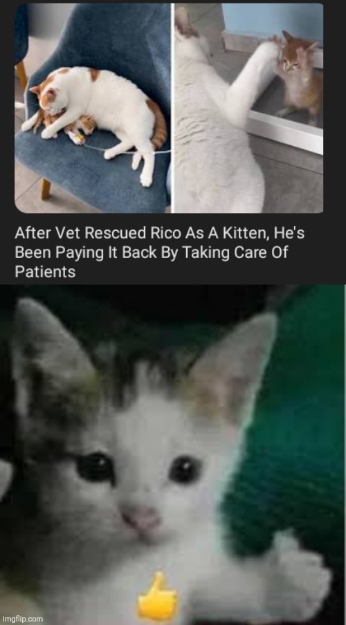 Rico | image tagged in cat thumbs up,vet,rico,memes,cats,cat | made w/ Imgflip meme maker
