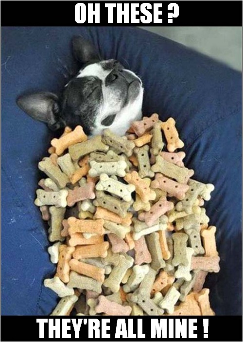 That's A Lot Of Dog Biscuits ... | OH THESE ? THEY'RE ALL MINE ! | image tagged in dogs,biscuits,mine | made w/ Imgflip meme maker