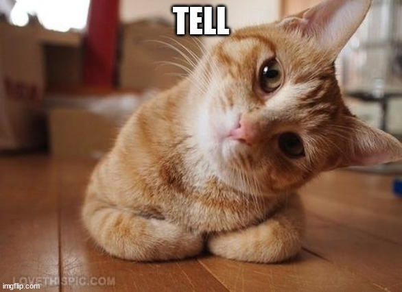 Curious Question Cat | TELL | image tagged in curious question cat | made w/ Imgflip meme maker