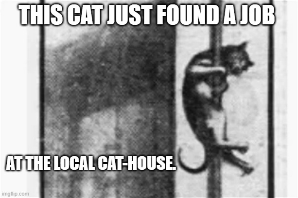 meme by Brad cat at a cat house | THIS CAT JUST FOUND A JOB; AT THE LOCAL CAT-HOUSE. | image tagged in cat meme | made w/ Imgflip meme maker
