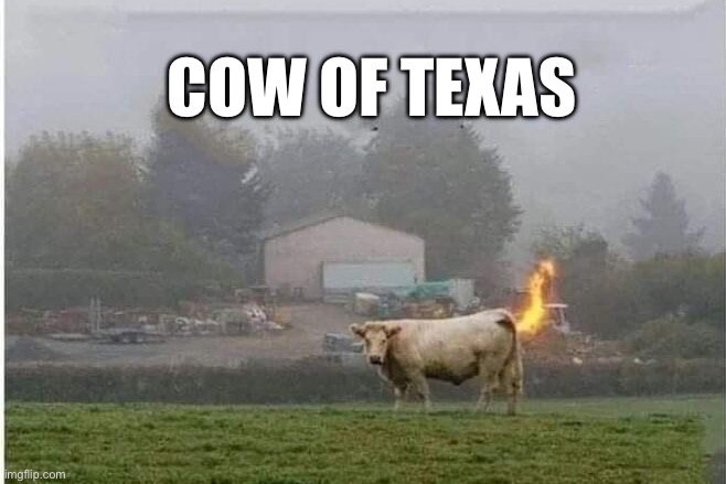Cows | COW OF TEXAS | image tagged in texas | made w/ Imgflip meme maker