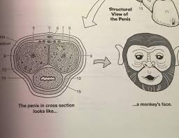 Monkeys face Blank Meme Template