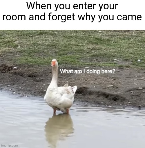 What am I doing here? | When you enter your room and forget why you came | image tagged in what am i doing here,goose | made w/ Imgflip meme maker