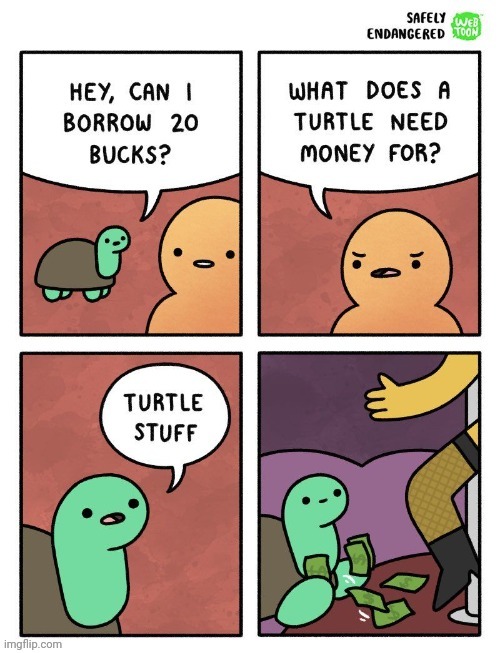 Turtle, wait what, dude | image tagged in turtle,money,stripper,comics,comics/cartoons,hol up | made w/ Imgflip meme maker