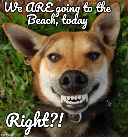 You DO understand, ya? | We ARE going to the
Beach, today; Right?! | image tagged in memes,doggy has needs | made w/ Imgflip meme maker