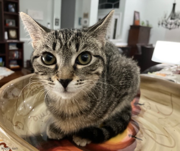 okay here's my cat Imgflip