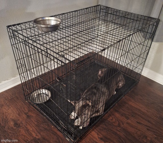 my dog (he a lil silly so he's in a cage) | made w/ Imgflip meme maker