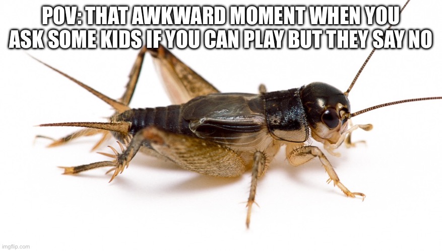 um ok, so what now | POV: THAT AWKWARD MOMENT WHEN YOU ASK SOME KIDS IF YOU CAN PLAY BUT THEY SAY NO | image tagged in cricket | made w/ Imgflip meme maker