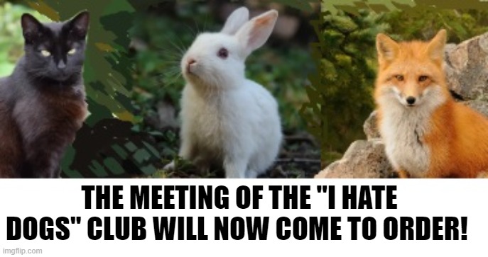 Cat Rabbit & Fox | THE MEETING OF THE "I HATE DOGS" CLUB WILL NOW COME TO ORDER! | image tagged in cat,rabbit,fox,dog nemeses | made w/ Imgflip meme maker