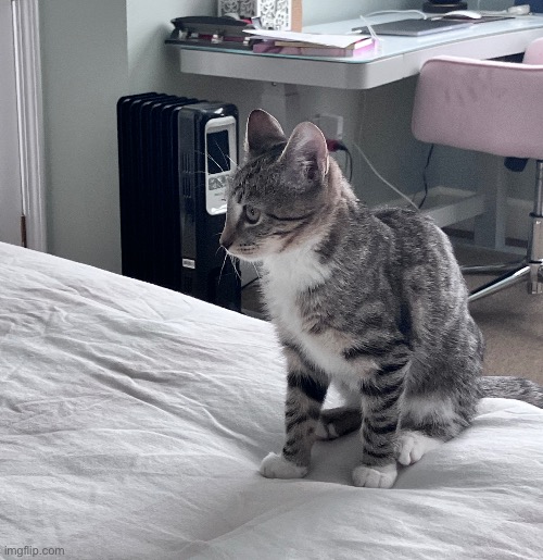 my youngest kitty, we named her lola | made w/ Imgflip meme maker