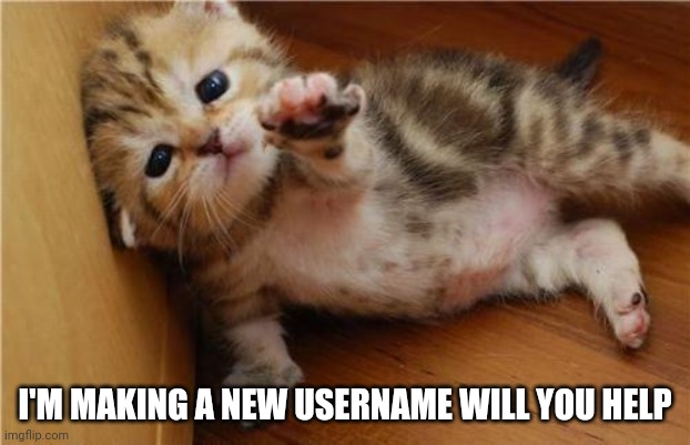Help Me Kitten | I'M MAKING A NEW USERNAME WILL YOU HELP | image tagged in help me kitten | made w/ Imgflip meme maker