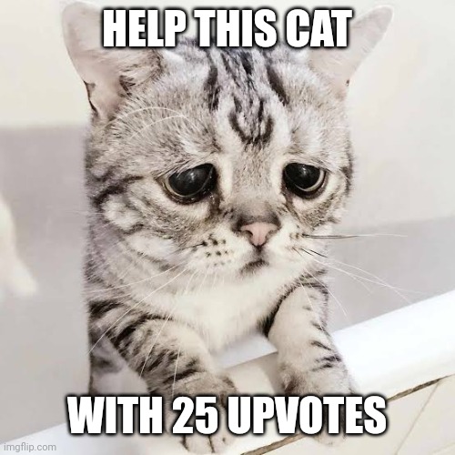 Plis | HELP THIS CAT; WITH 25 UPVOTES | image tagged in cat,cute,upvote begging | made w/ Imgflip meme maker