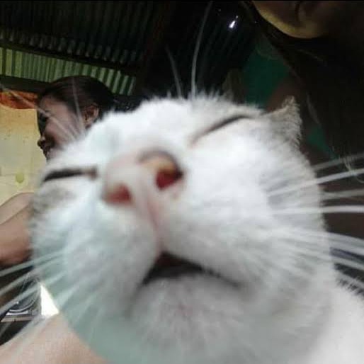 High Quality Squinting Eyes Cat Blank Meme Template