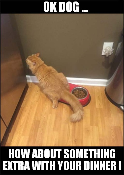 A Cats' Revenge ! | OK DOG ... HOW ABOUT SOMETHING
EXTRA WITH YOUR DINNER ! | image tagged in cats,revenge,dog | made w/ Imgflip meme maker