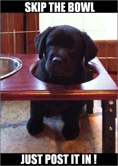 A Typical Greedy Lab Puppy ! | SKIP THE BOWL; JUST POST IT IN ! | image tagged in dogs,labrador,puppy,greedy | made w/ Imgflip meme maker