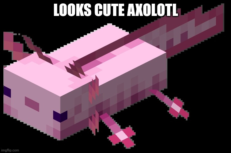 Axolotl minecraft | LOOKS CUTE AXOLOTL | image tagged in axolotl minecraft | made w/ Imgflip meme maker