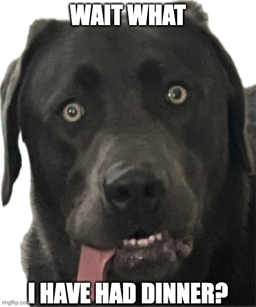 Confused Koda | WAIT WHAT; I HAVE HAD DINNER? | image tagged in confused koda,dogs,food | made w/ Imgflip meme maker