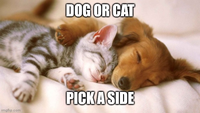 Dog or cat | DOG OR CAT; PICK A SIDE | image tagged in cats and dogs sleeping together | made w/ Imgflip meme maker