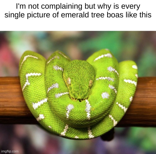 I'm not complaining but why is every single picture of emerald tree boas like this | image tagged in boa,snake | made w/ Imgflip meme maker