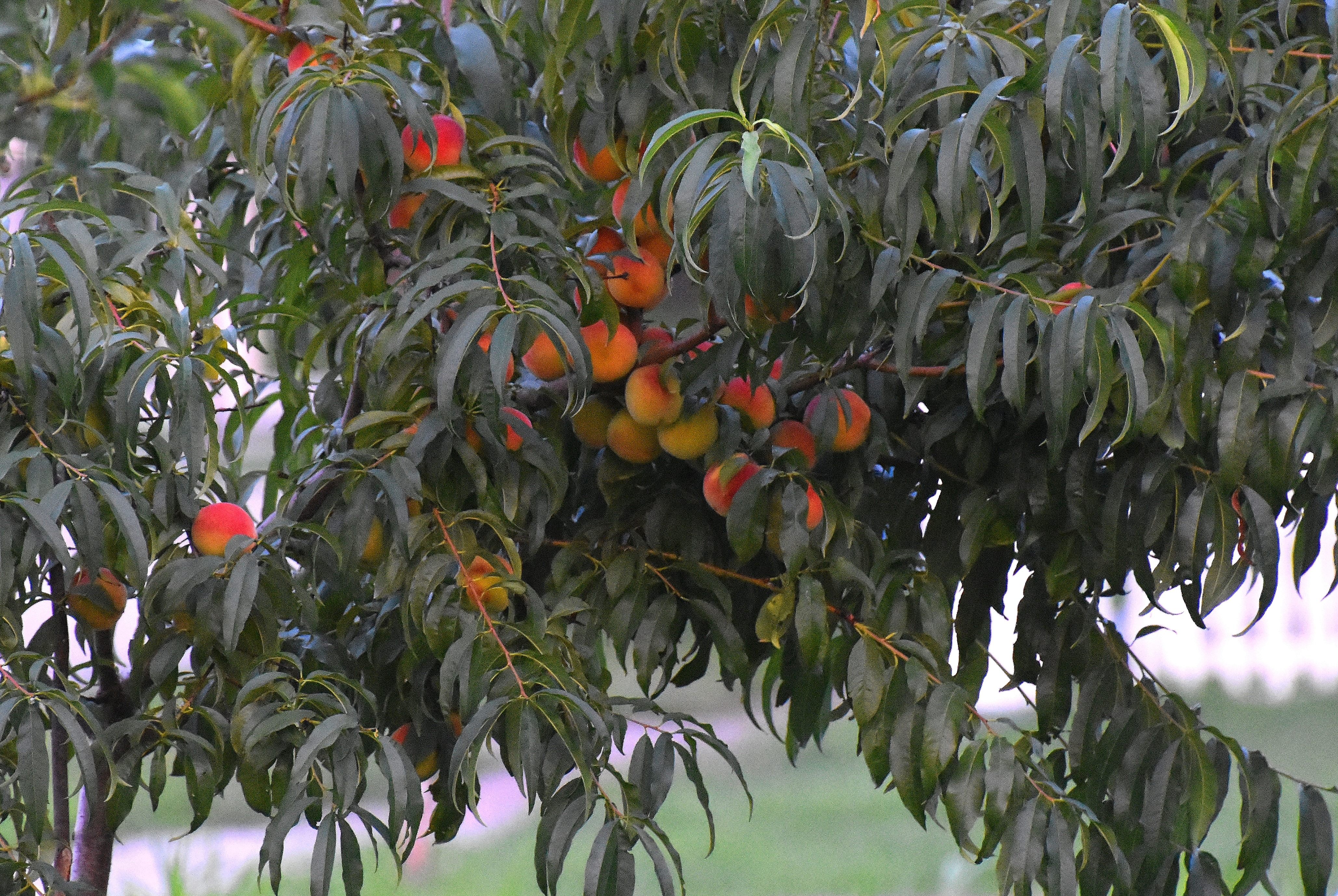 Peaches | made w/ Imgflip meme maker