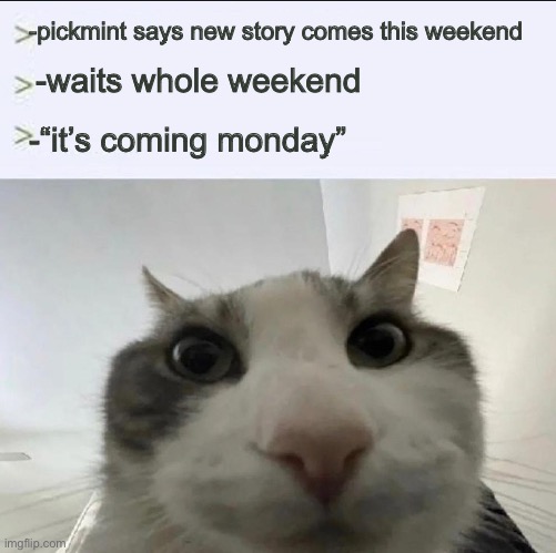 Cat looks inside | -pickmint says new story comes this weekend -waits whole weekend -“it’s coming monday” | image tagged in cat looks inside | made w/ Imgflip meme maker