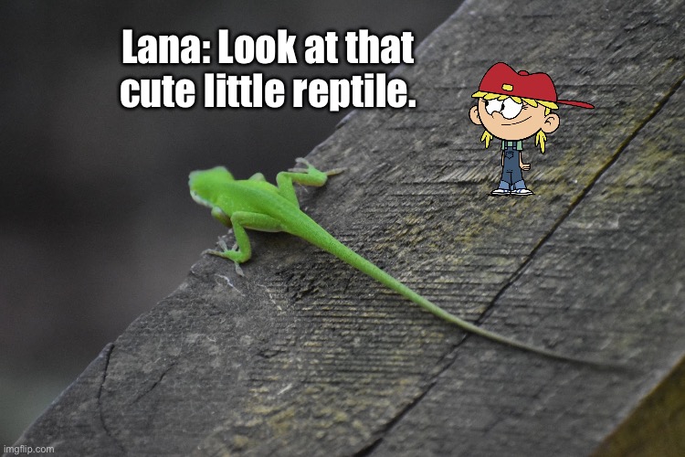 Lana likes cute animals | Lana: Look at that cute little reptile. | image tagged in the loud house,texas,reptile,animals,nickelodeon,cute animals | made w/ Imgflip meme maker