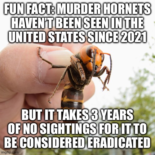 Murder Hornet | FUN FACT: MURDER HORNETS
HAVEN’T BEEN SEEN IN THE
UNITED STATES SINCE 2021; BUT IT TAKES 3 YEARS OF NO SIGHTINGS FOR IT TO
BE CONSIDERED ERADICATED | image tagged in murder hornet | made w/ Imgflip meme maker