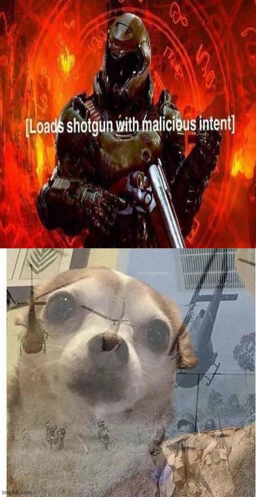 PTSD Chihuahua | image tagged in ptsd chihuahua | made w/ Imgflip meme maker