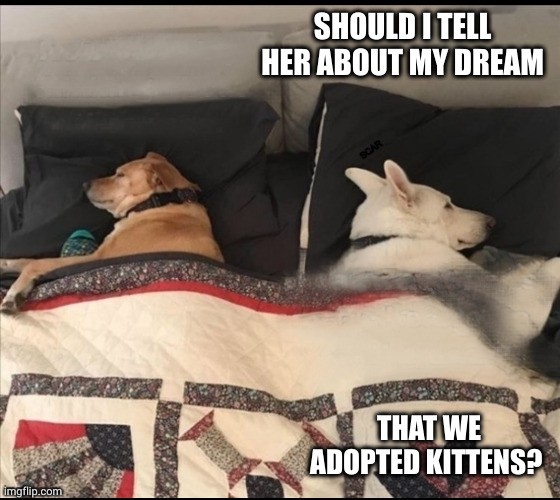 Dog couple in bed | SHOULD I TELL HER ABOUT MY DREAM; THAT WE ADOPTED KITTENS? | image tagged in dog couple in bed | made w/ Imgflip meme maker