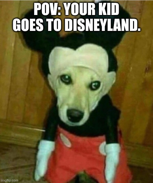 Kid goes to disneyland. | POV: YOUR KID GOES TO DISNEYLAND. | image tagged in mouse dog | made w/ Imgflip meme maker