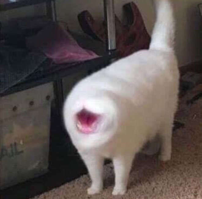 Cat Panorama Fail Blank Meme Template