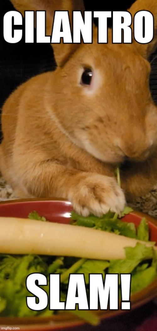 Cilantro Slam | image tagged in food,rabbit,pets,cute animals,wrestling | made w/ Imgflip meme maker