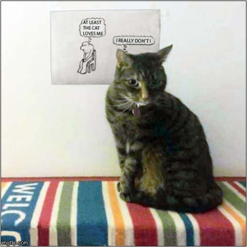 Reality Check ! | image tagged in cats,reality check | made w/ Imgflip meme maker