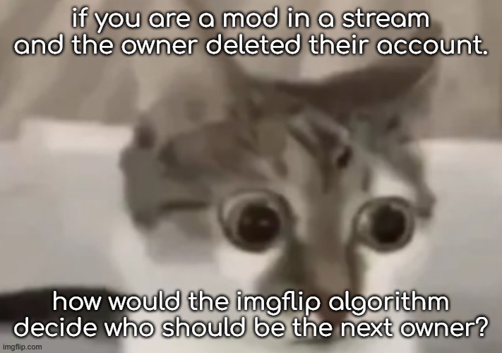 bombastic side eye cat | if you are a mod in a stream and the owner deleted their account. how would the imgflip algorithm decide who should be the next owner? | image tagged in bombastic side eye cat | made w/ Imgflip meme maker