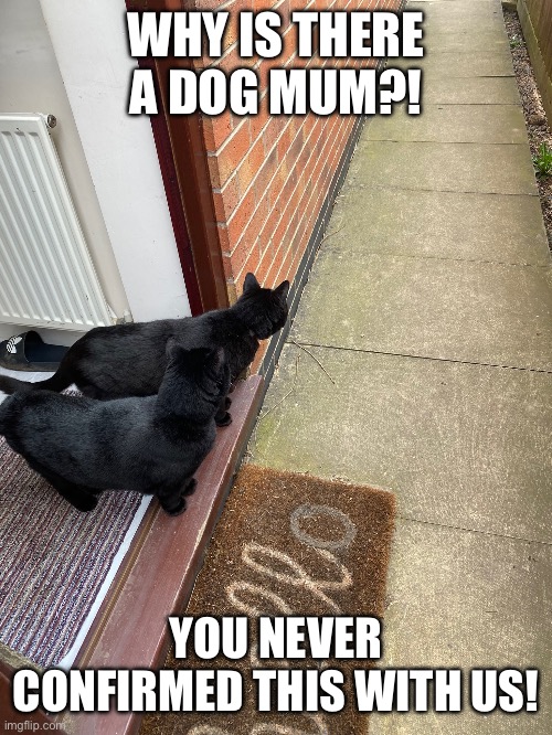 Cat | WHY IS THERE A DOG MUM?! YOU NEVER CONFIRMED THIS WITH US! | image tagged in cats,cat,scared cat | made w/ Imgflip meme maker