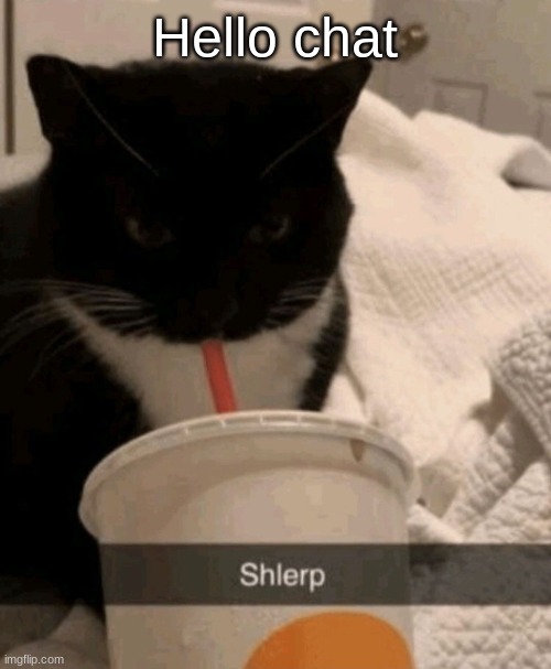 Shlerp | Hello chat | image tagged in shlerp | made w/ Imgflip meme maker