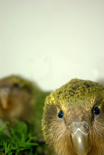 Kakapo Blank Meme Template