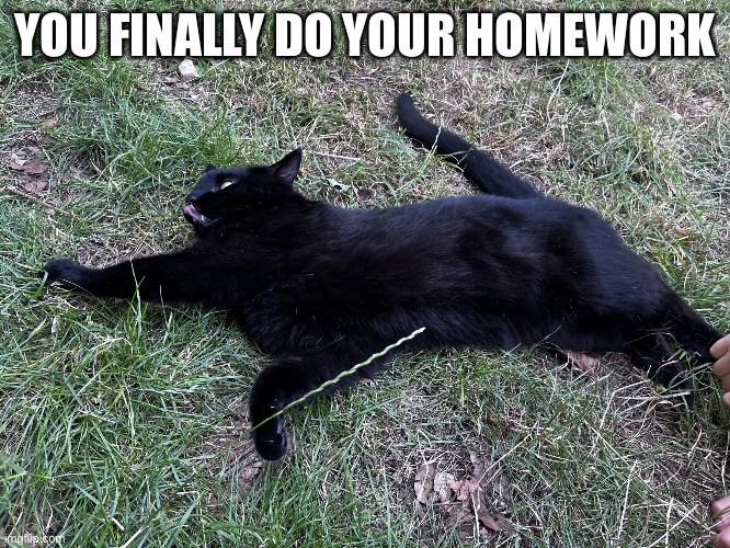 Happy cat | YOU FINALLY DO YOUR HOMEWORK | image tagged in happy cat | made w/ Imgflip meme maker