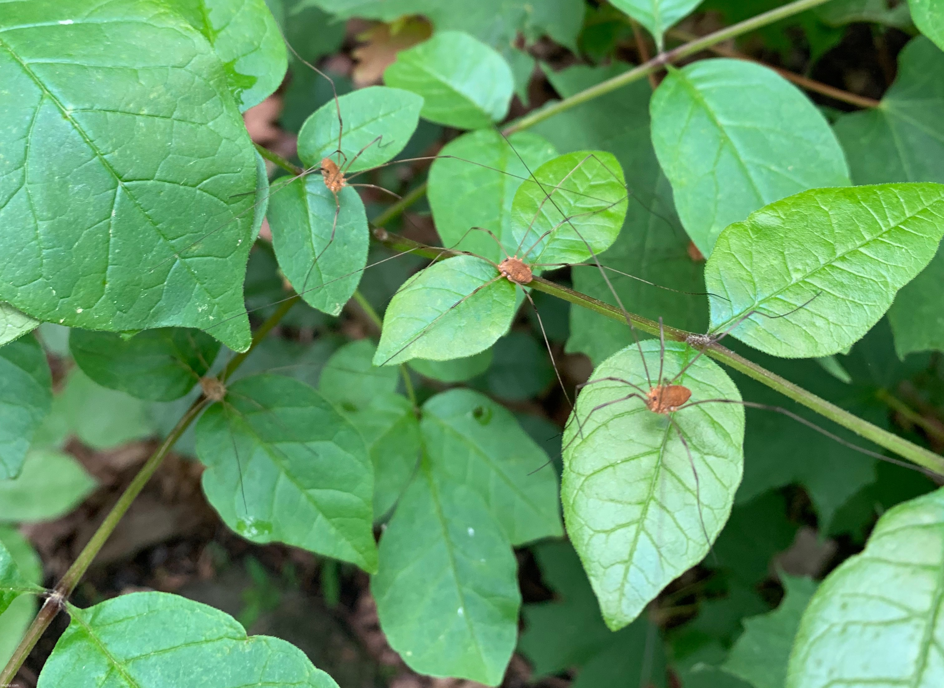 Opiliones | made w/ Imgflip meme maker