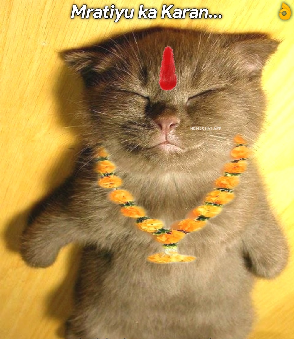 Indian cat Blank Meme Template