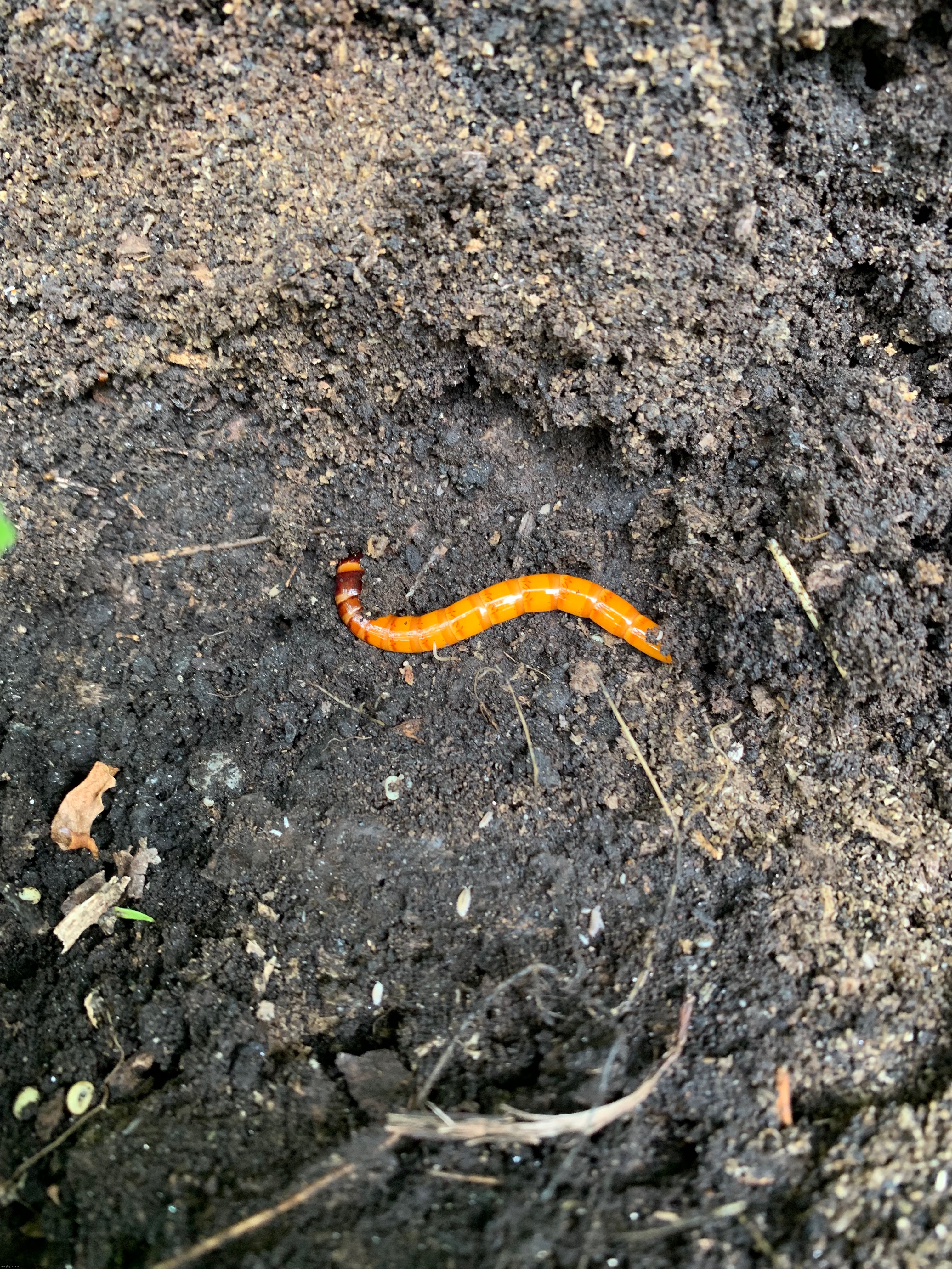 Giant Elateridae larva | made w/ Imgflip meme maker