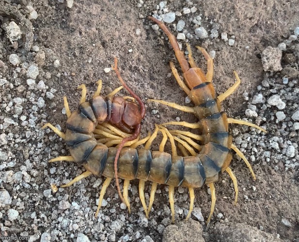 We love New Mexico. | made w/ Imgflip meme maker