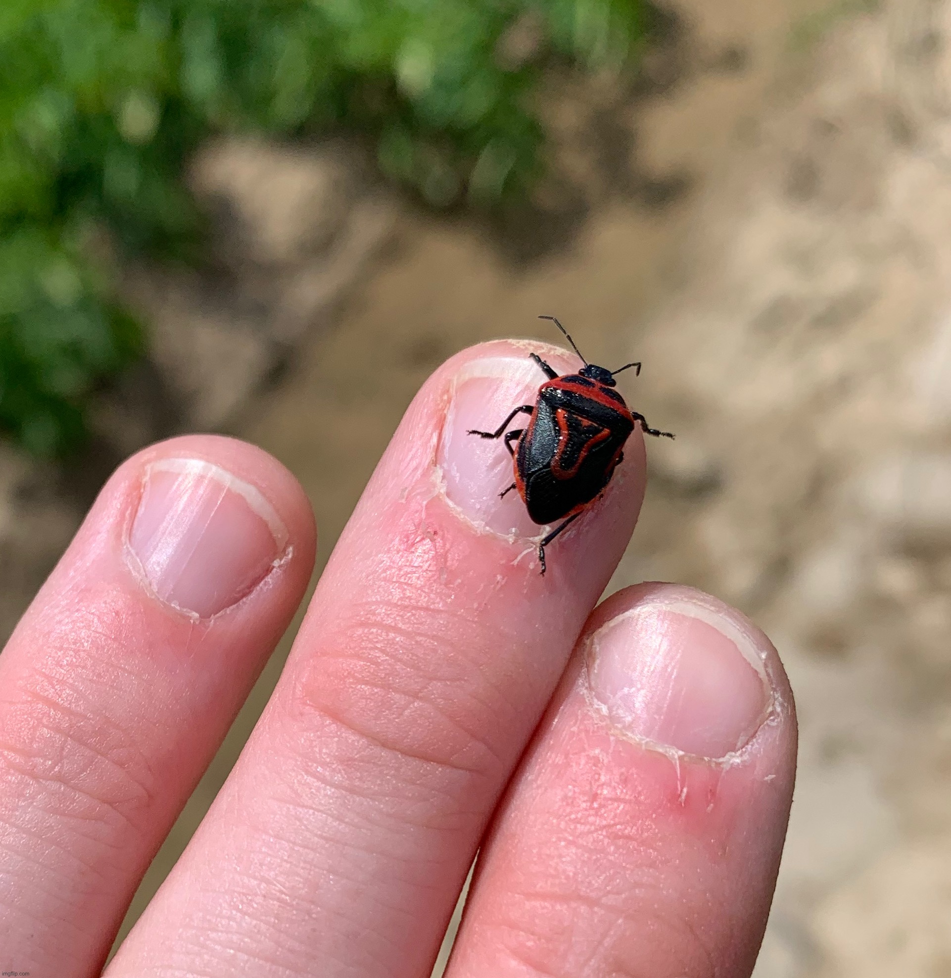 An actual dude | made w/ Imgflip meme maker