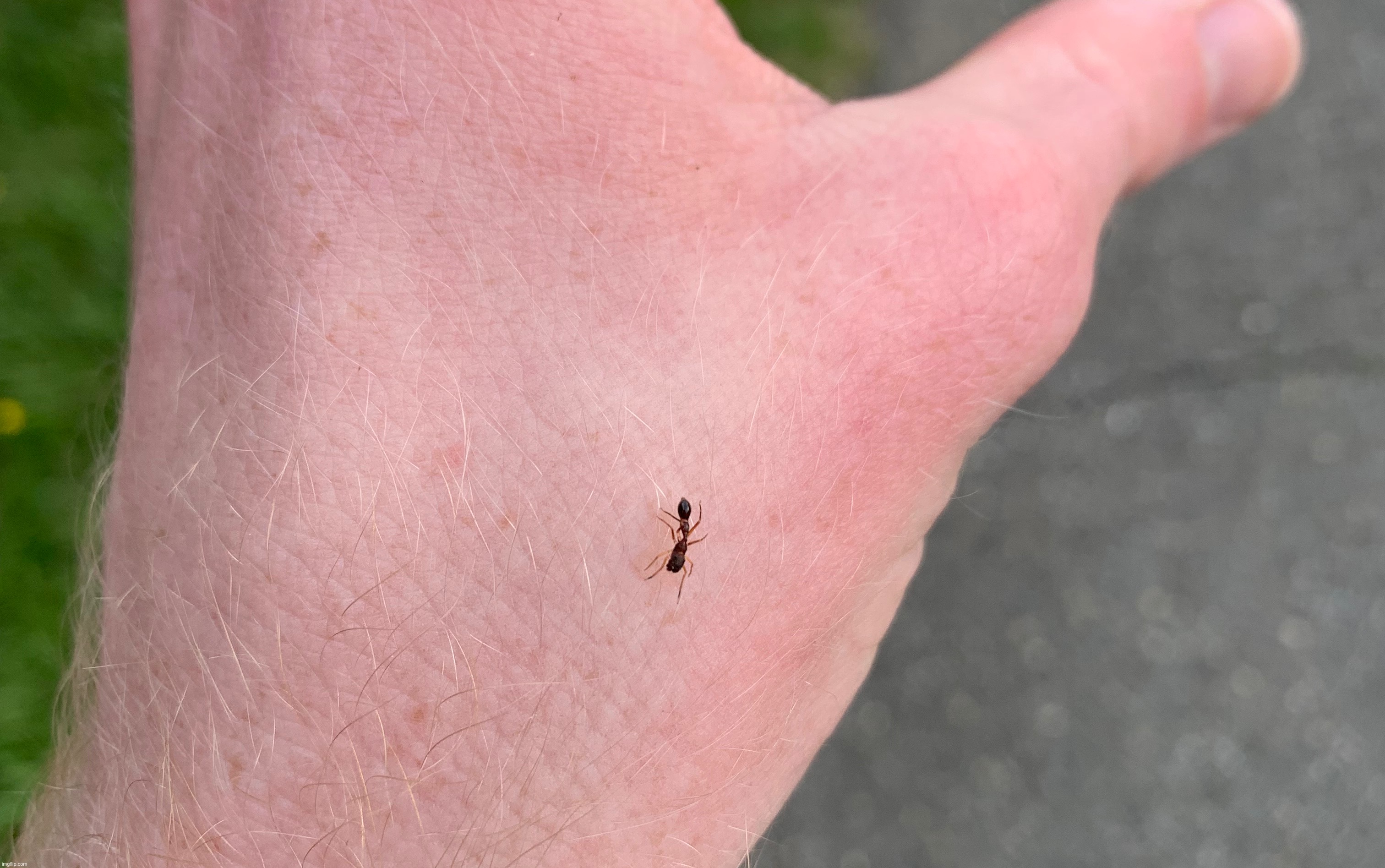 Ant-mimicking spider | made w/ Imgflip meme maker