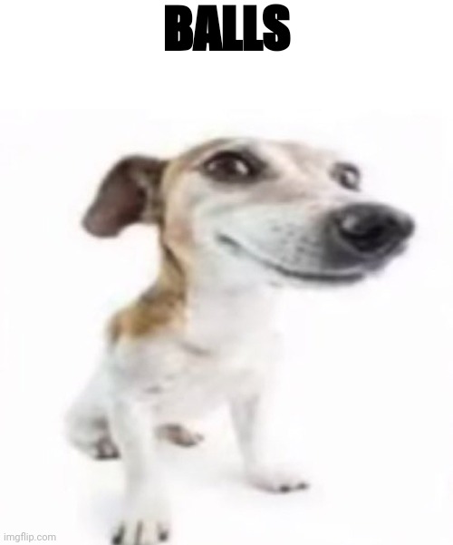 Jack Russell terrier stock photo | BALLS | image tagged in jack russell terrier stock photo | made w/ Imgflip meme maker