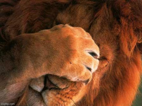 Embarrassed Lion | image tagged in embarrassed lion | made w/ Imgflip meme maker