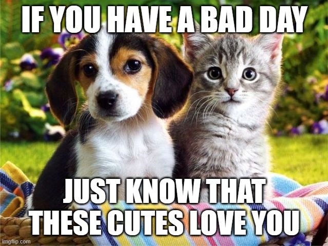 ;) | IF YOU HAVE A BAD DAY; JUST KNOW THAT THESE CUTES LOVE YOU | image tagged in love,cute puppy,cute cat,happy | made w/ Imgflip meme maker