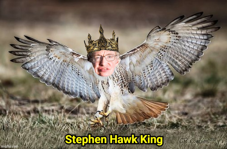 Stephen Hawk King | image tagged in stephen hawking,hawk,dumb,memes | made w/ Imgflip meme maker