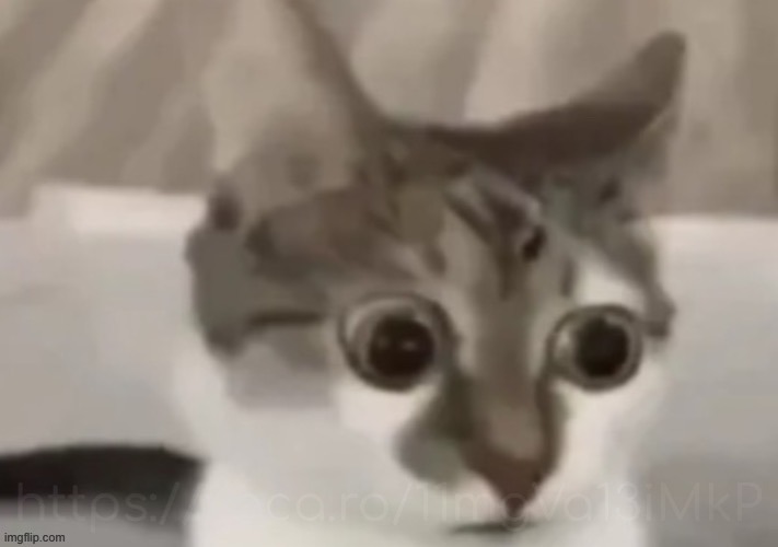 bombastic side eye cat | https://voca.ro/11mgVa13iMkP | image tagged in bombastic side eye cat | made w/ Imgflip meme maker