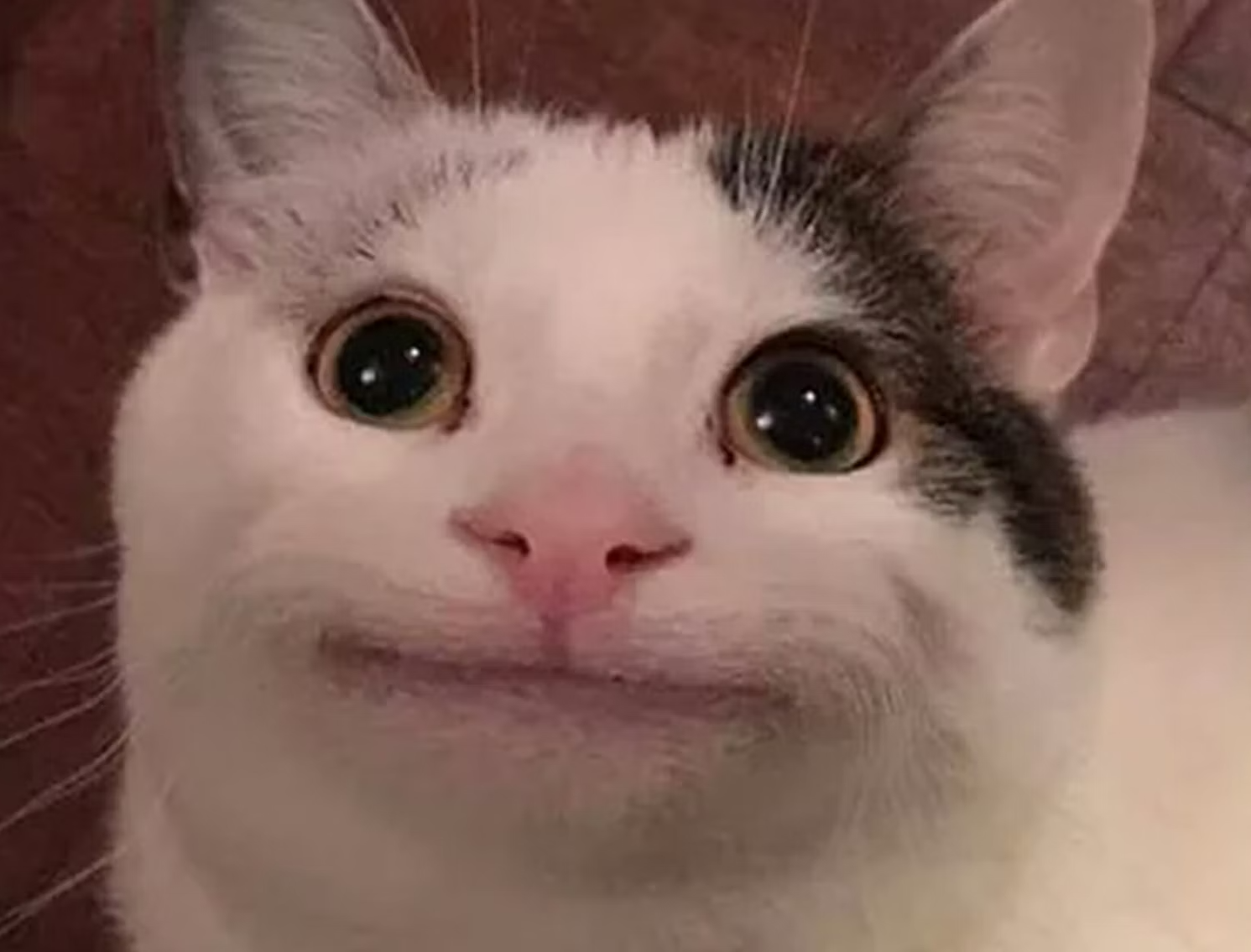 High Quality Straight face cat Blank Meme Template